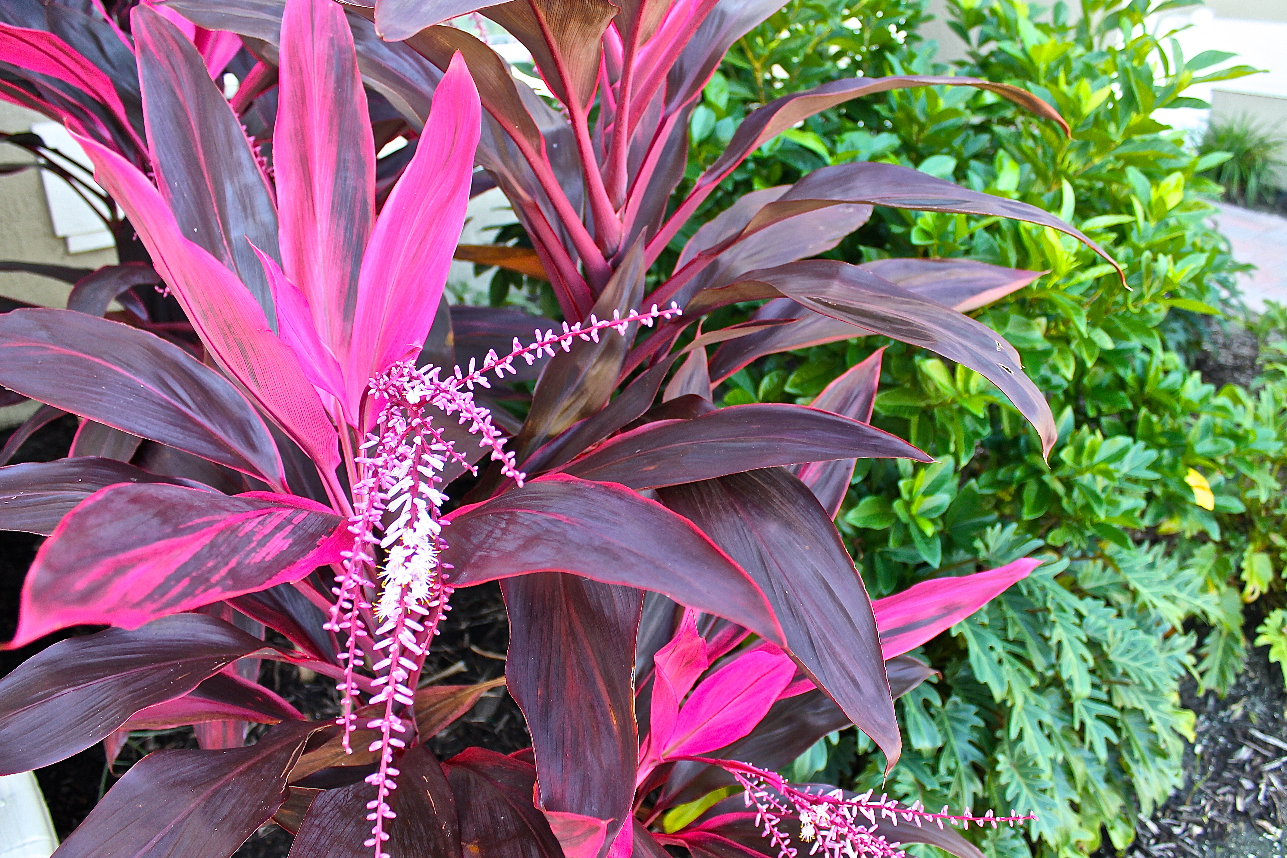 Tropical Plants Happy Grow In Vero Beach Gardens
