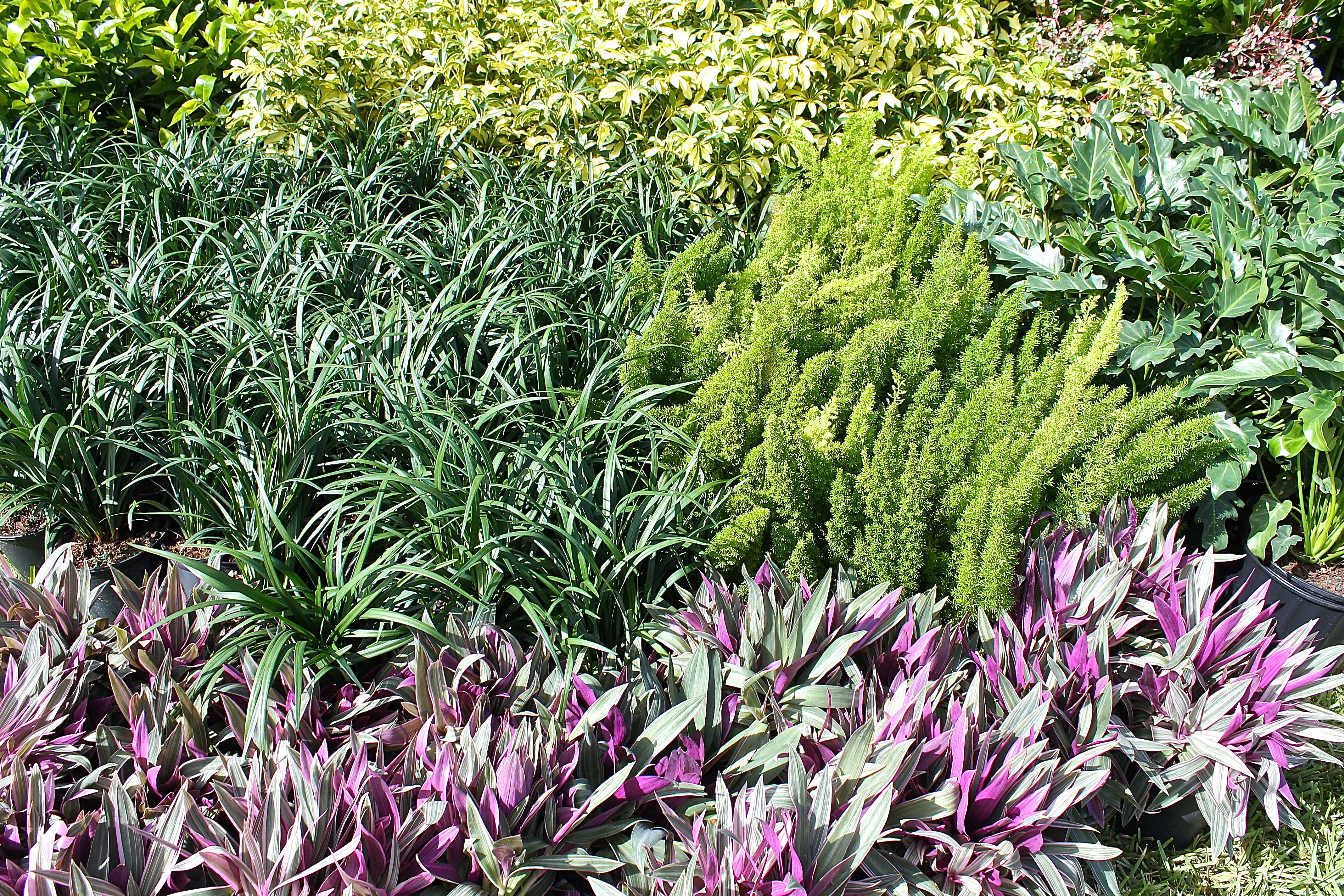 Plants Of Different Colors And Textures Add Interest In The Garden