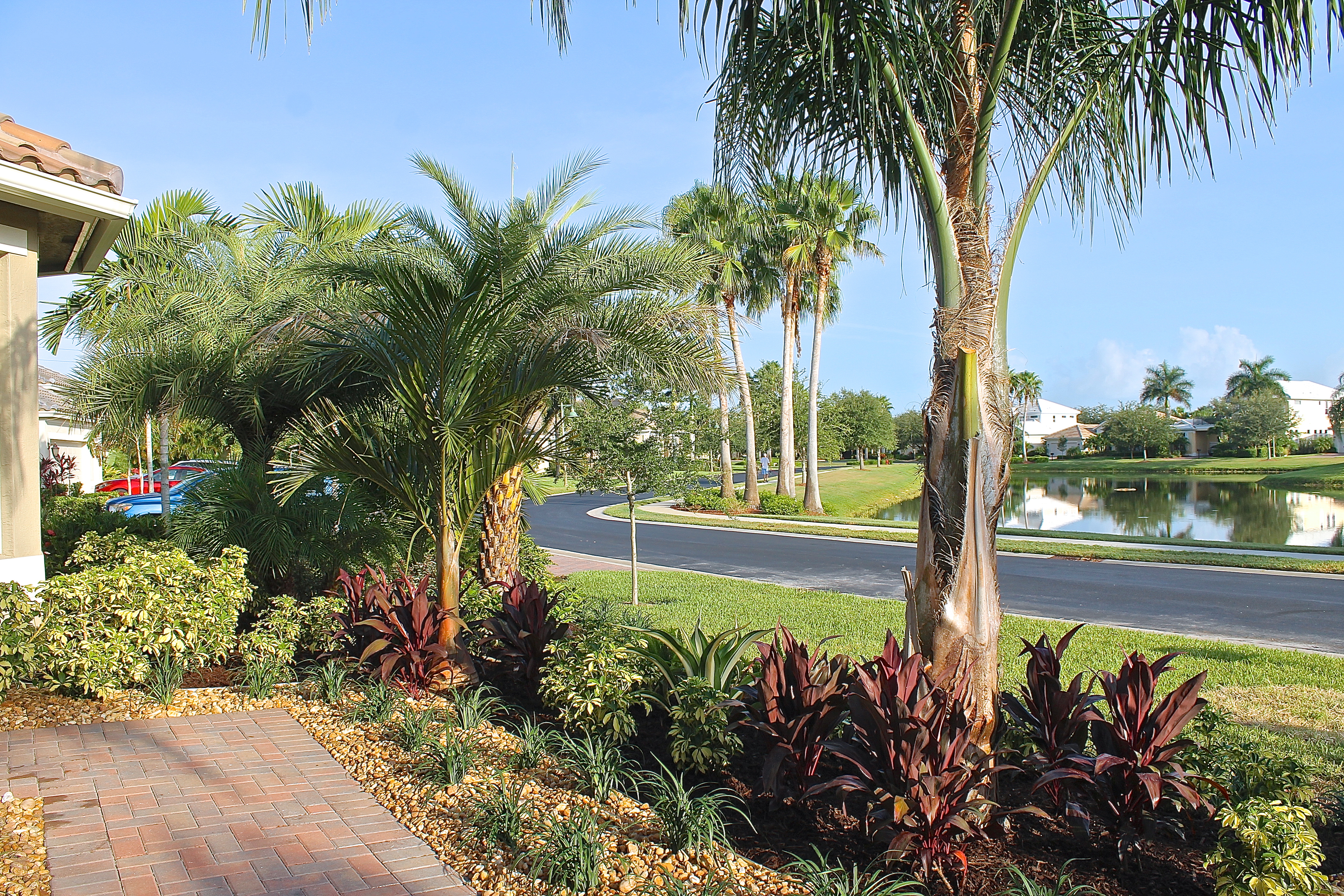 Palms Will Add Much Needed Shade In Summer