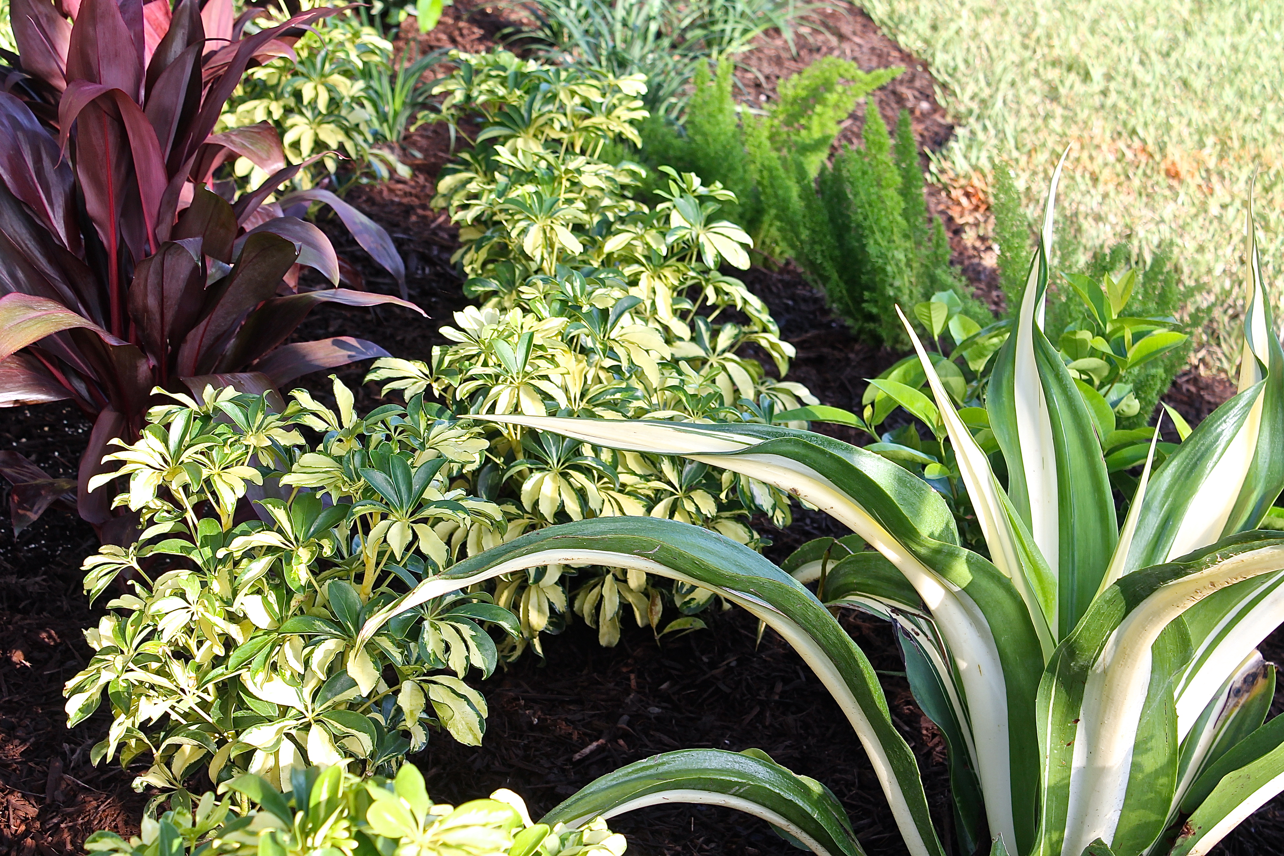 Shape And Texture In A Tropical Garden