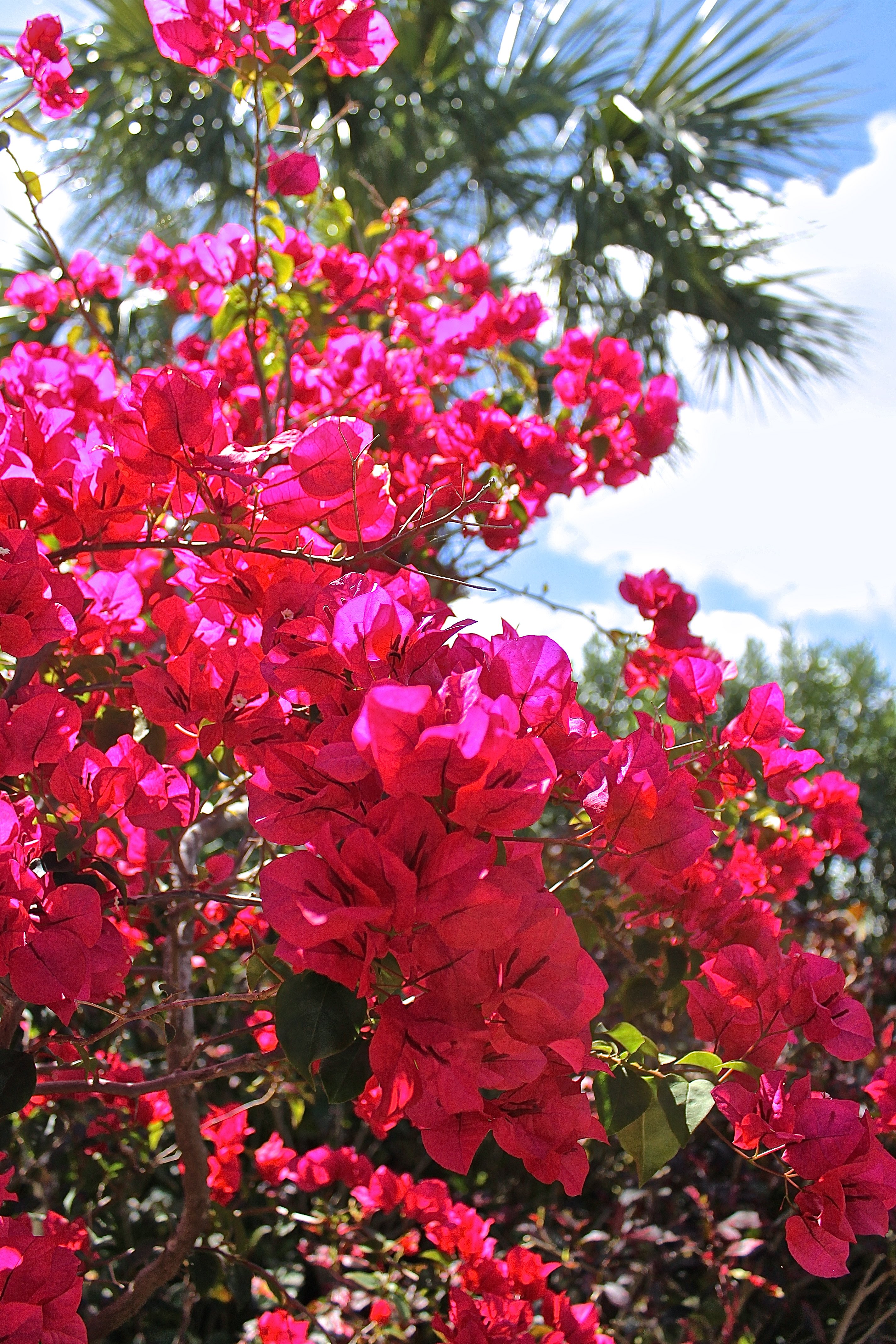 bougainvillea