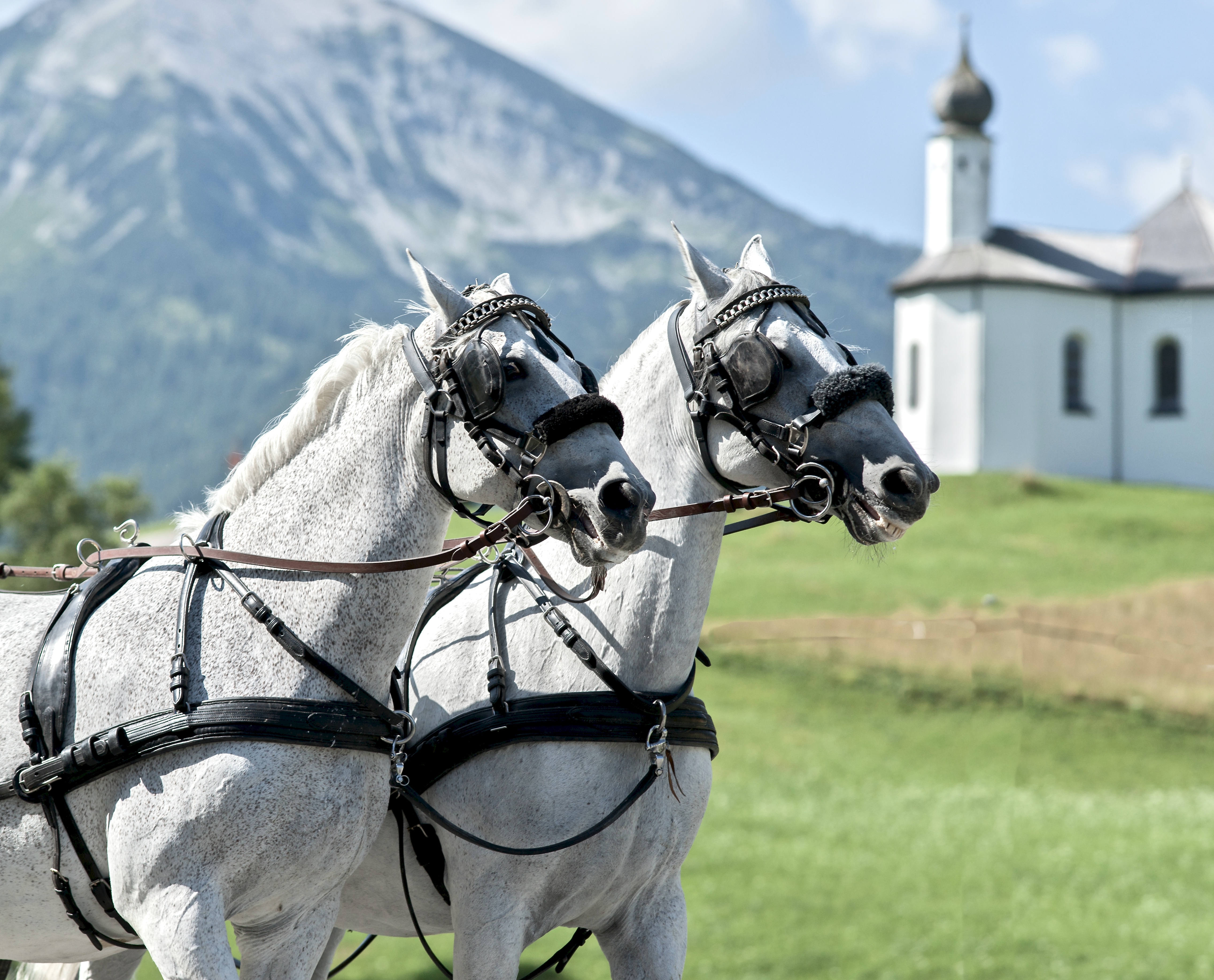 Go For A Coach Ride