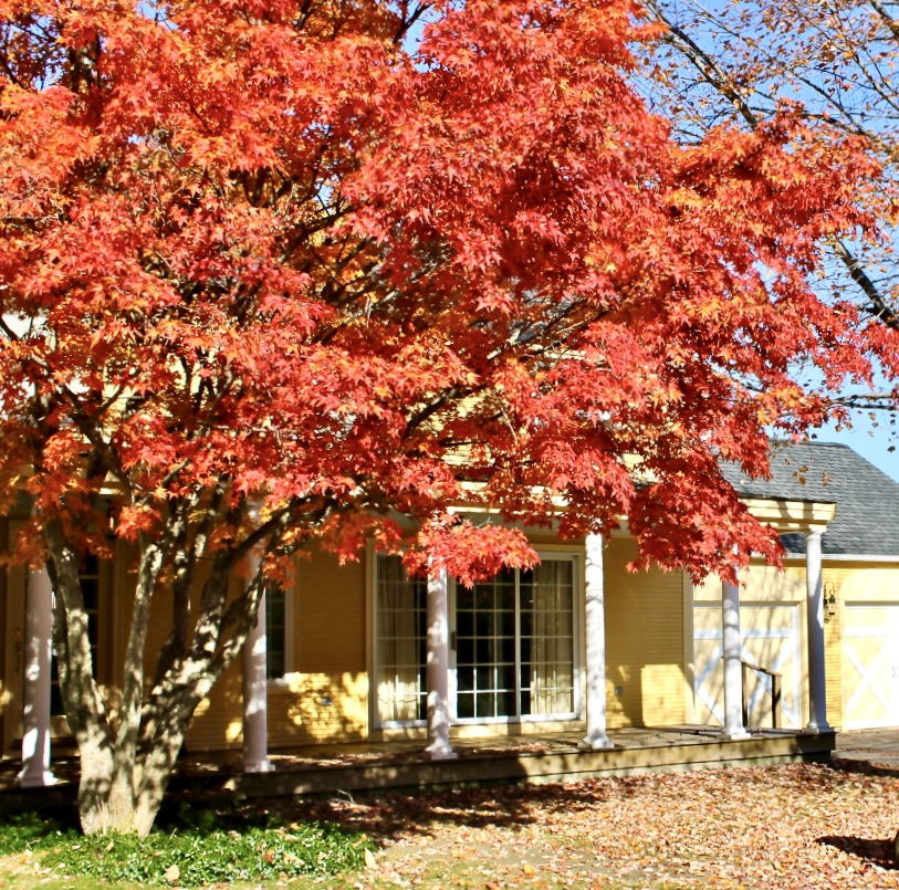 crimson leaves