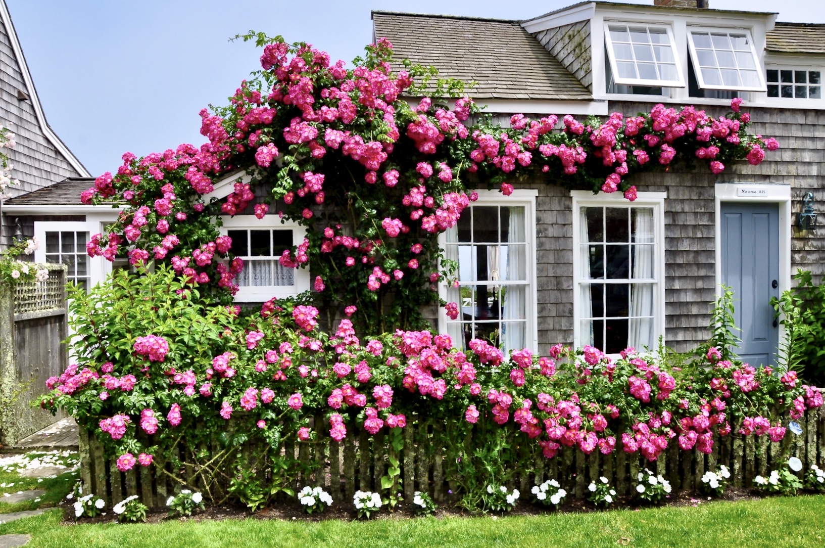 rose covered cottage Sconset Nantucket