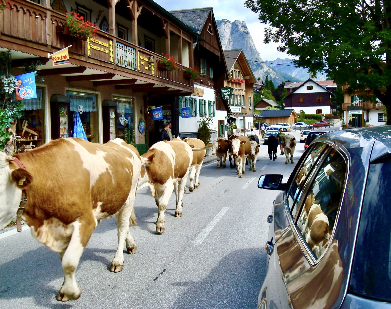 cows-herded-through-town