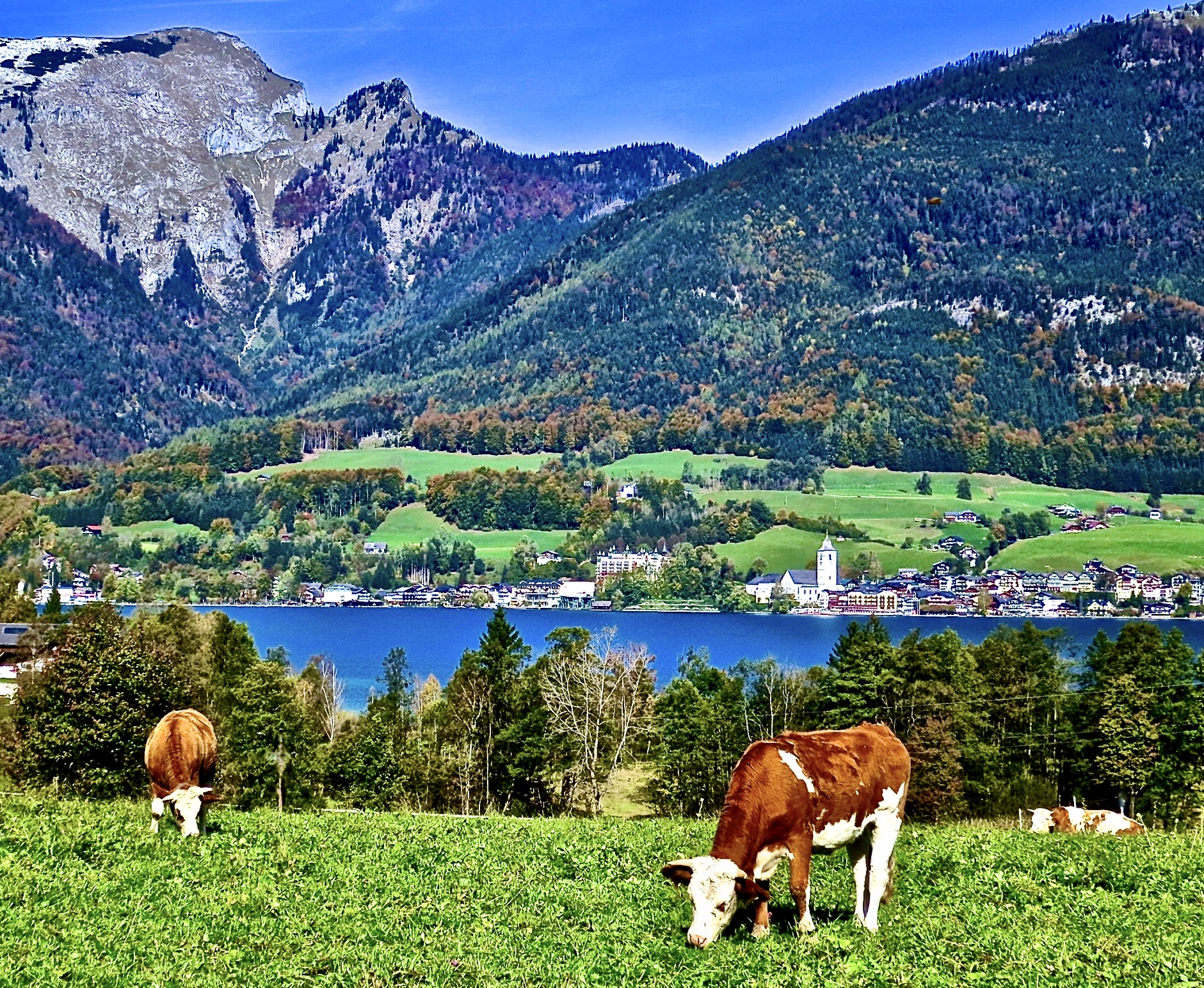 cows grazing in the green pastures