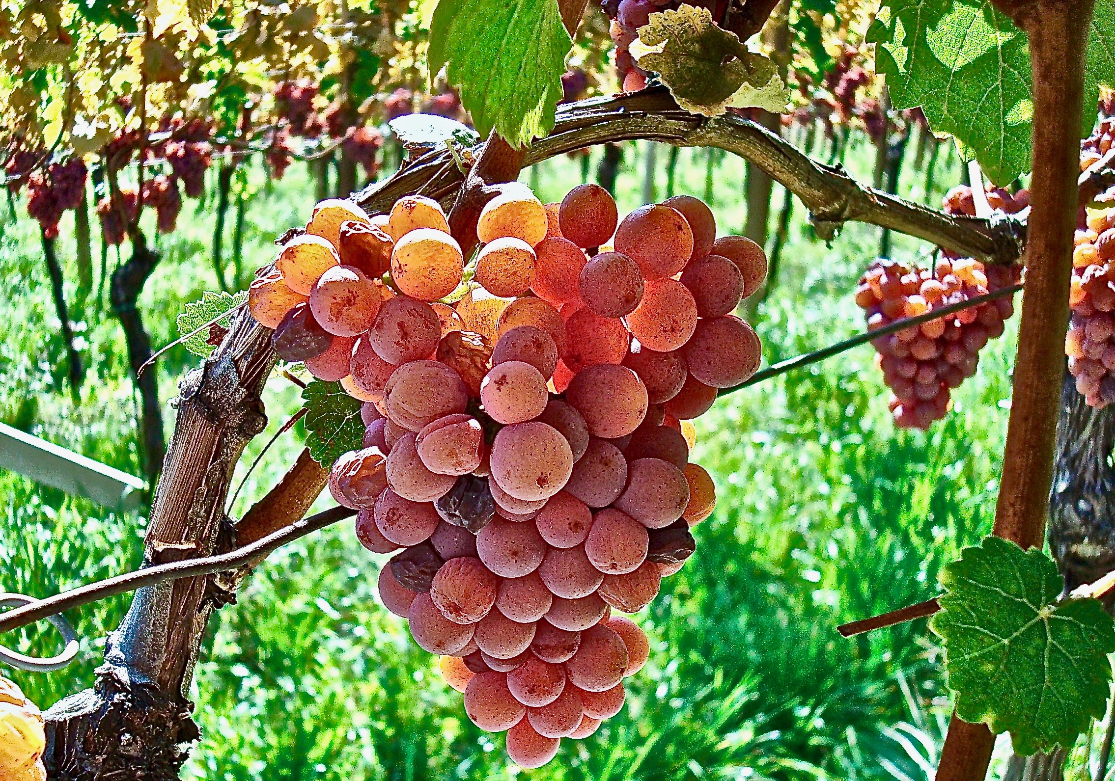 grapes ready for harvest