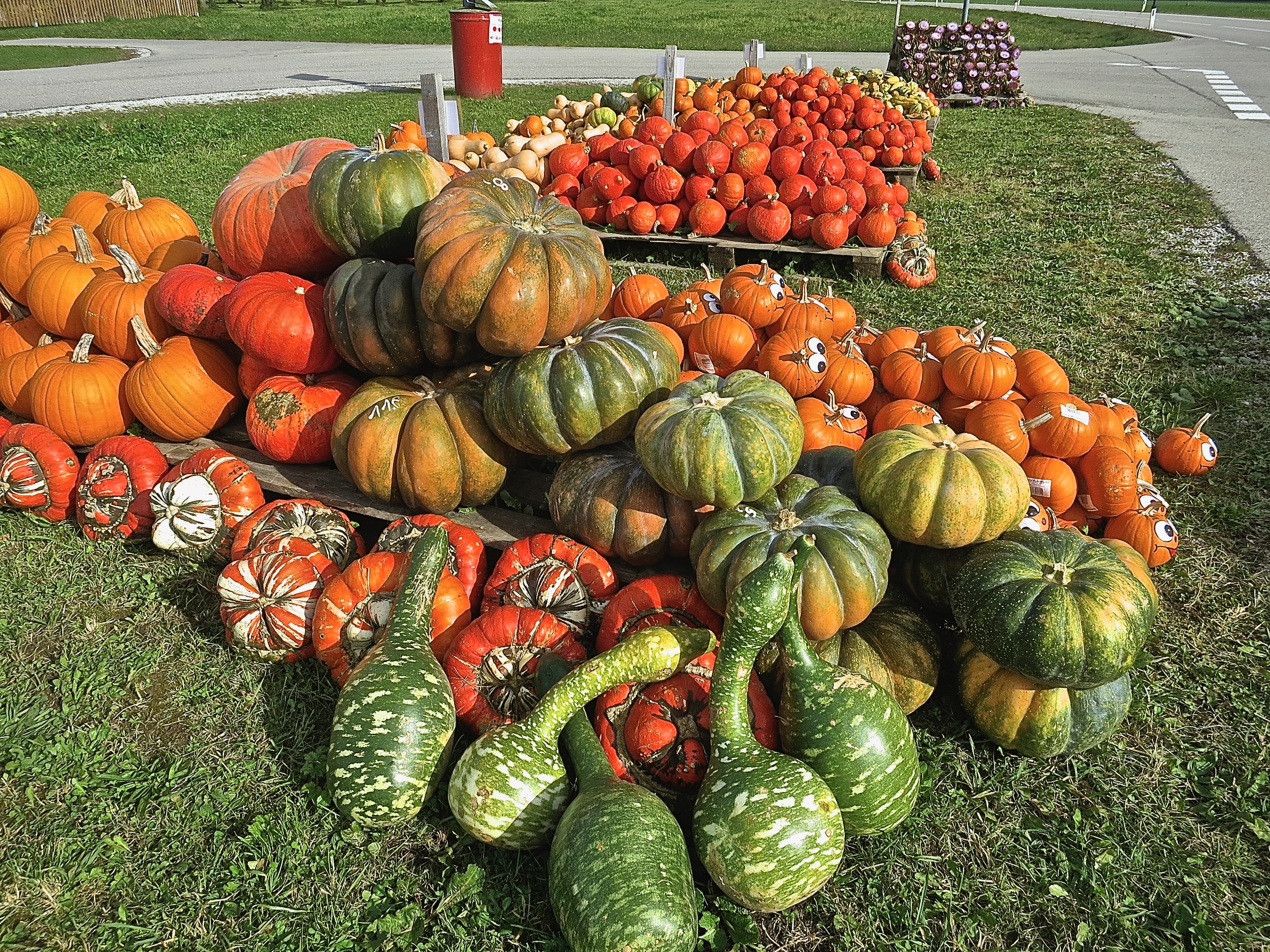fall pumpkins on display
