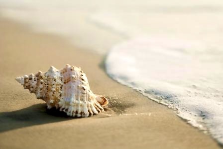 seashell