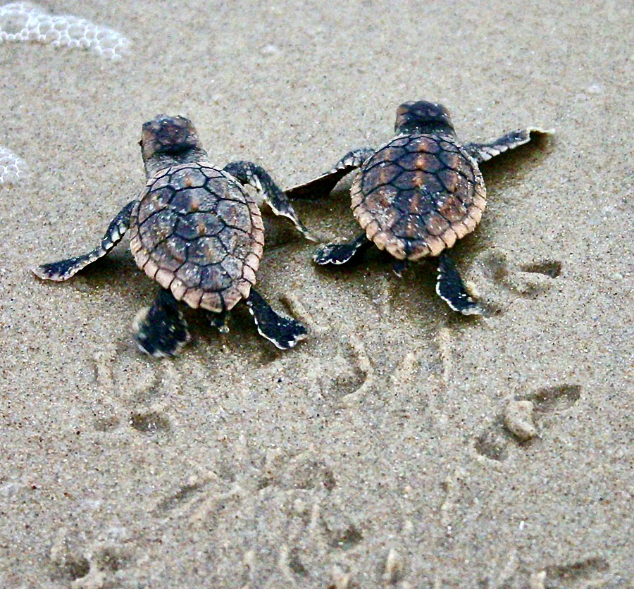 turtle hatchlings 
