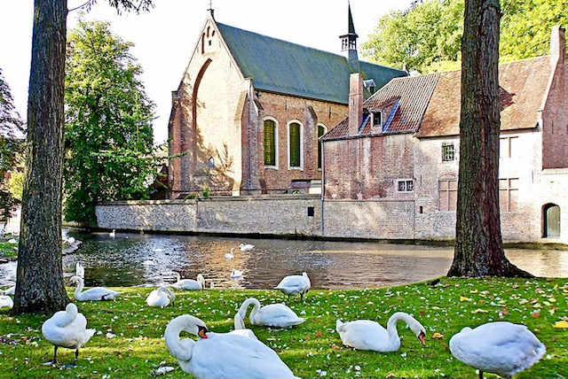 swans of bruges