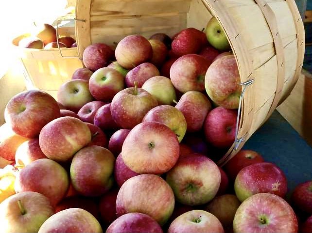 bushel-of-apples