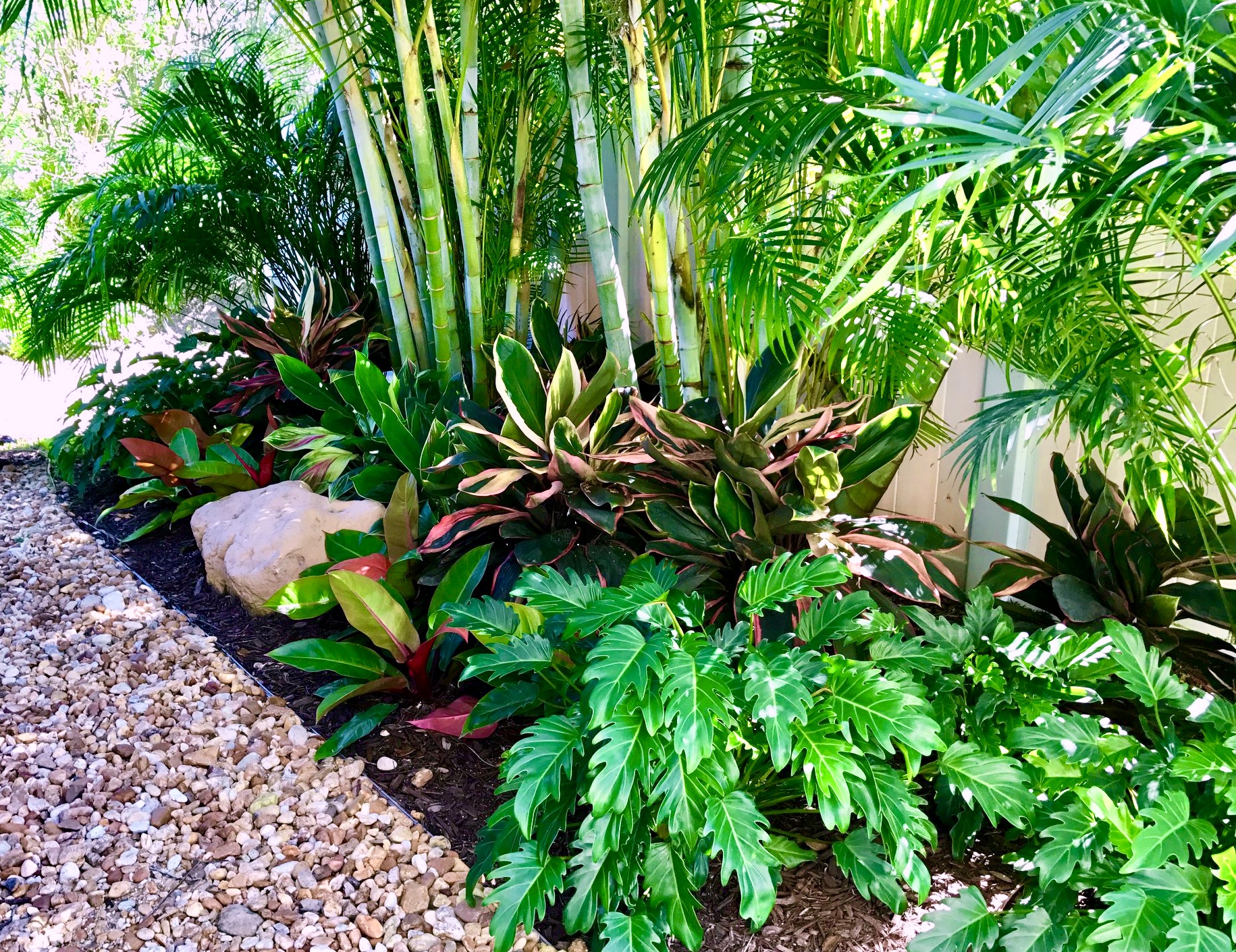 tropical shade garden