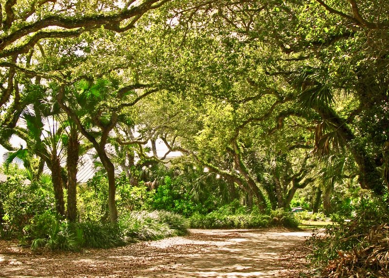 oak trees in Vero Beach