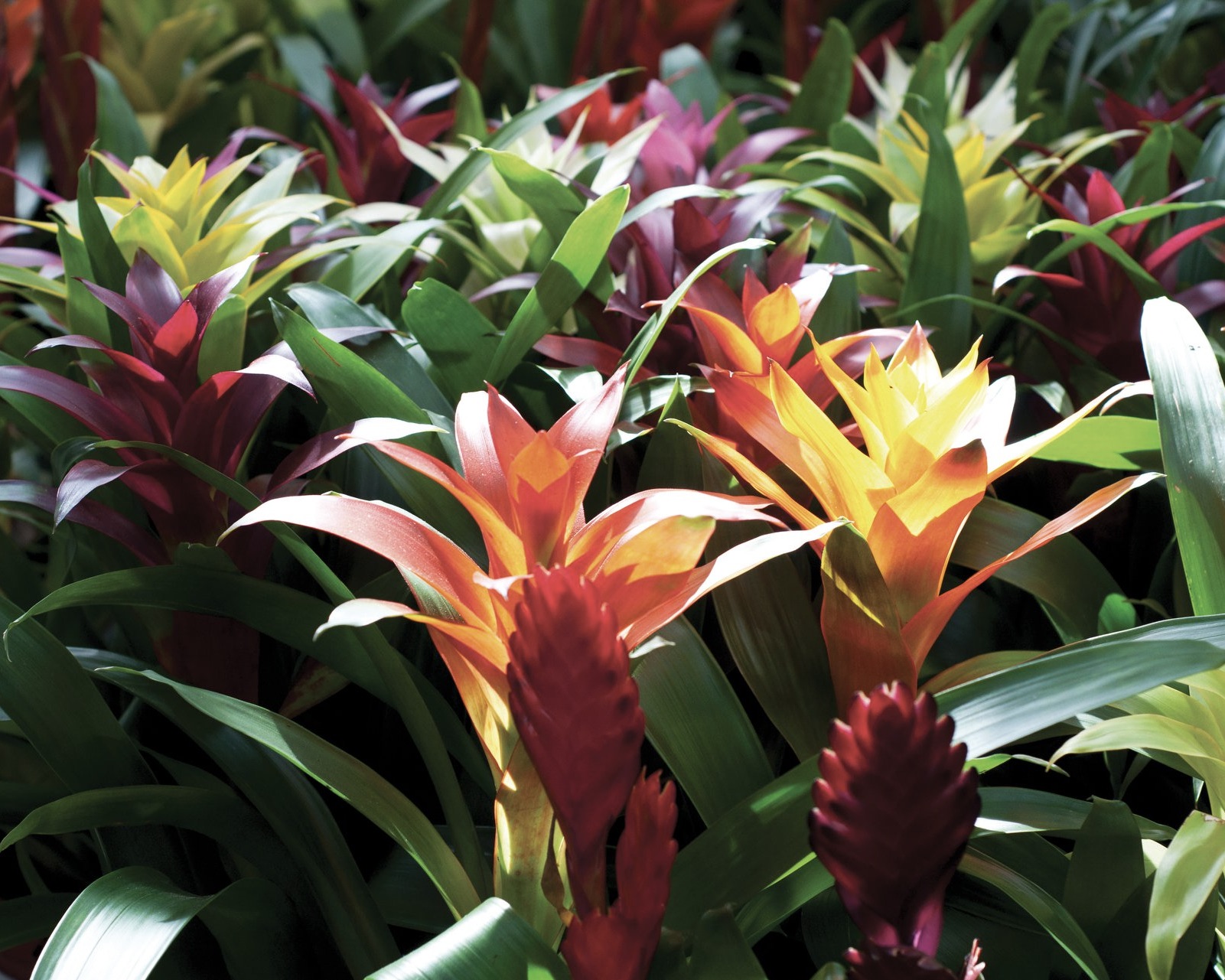colorful bromeliads