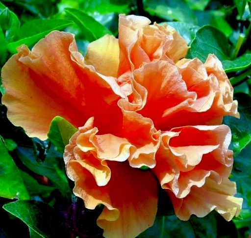 orange hibiscus