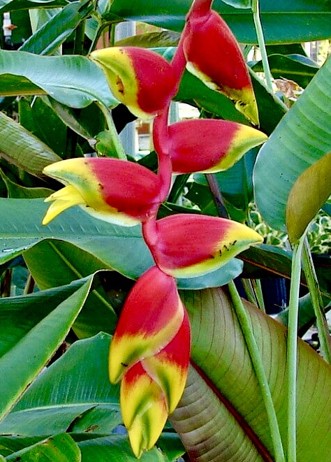 heliconia 