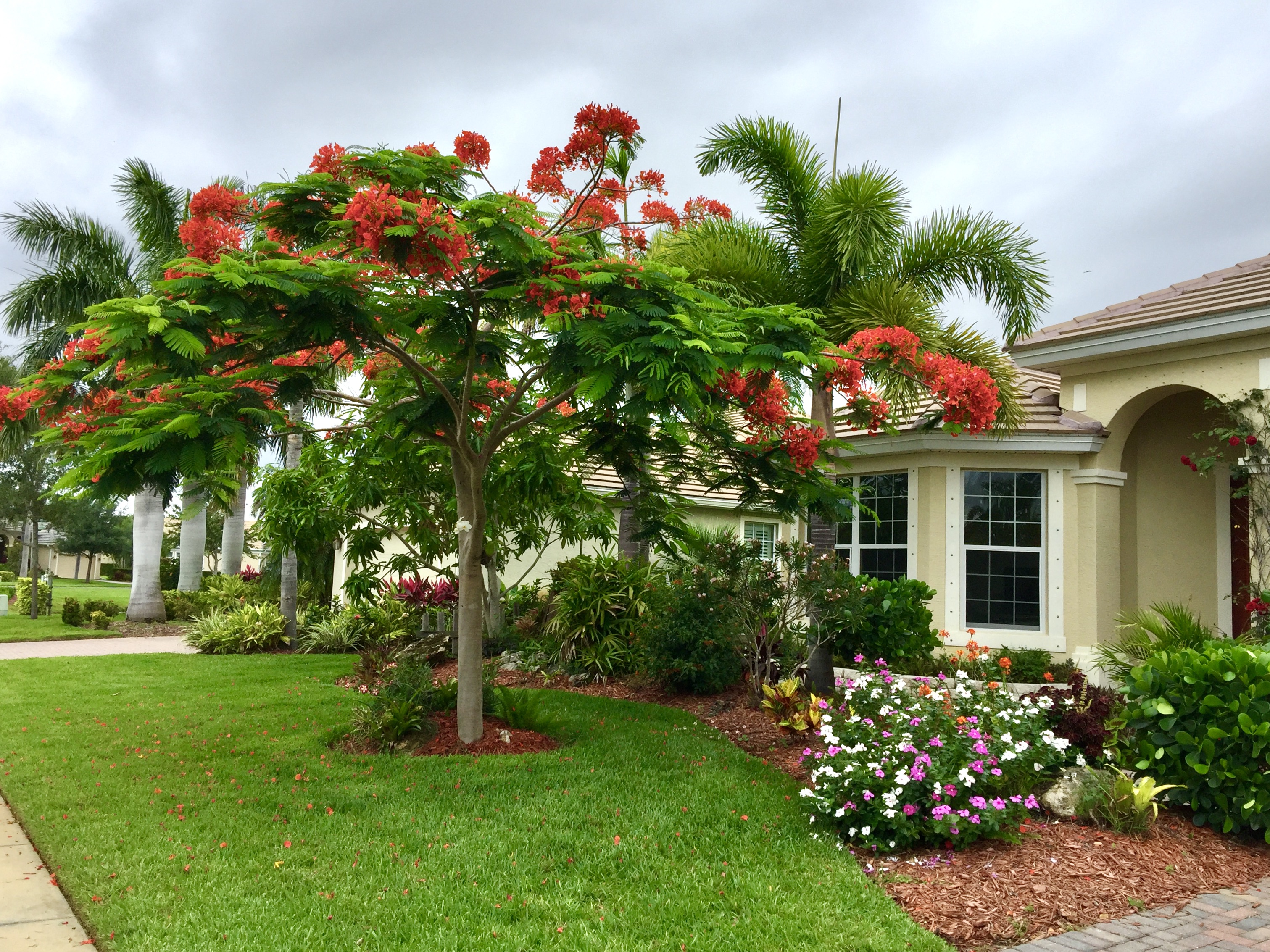Florida neighborhood tropical garden