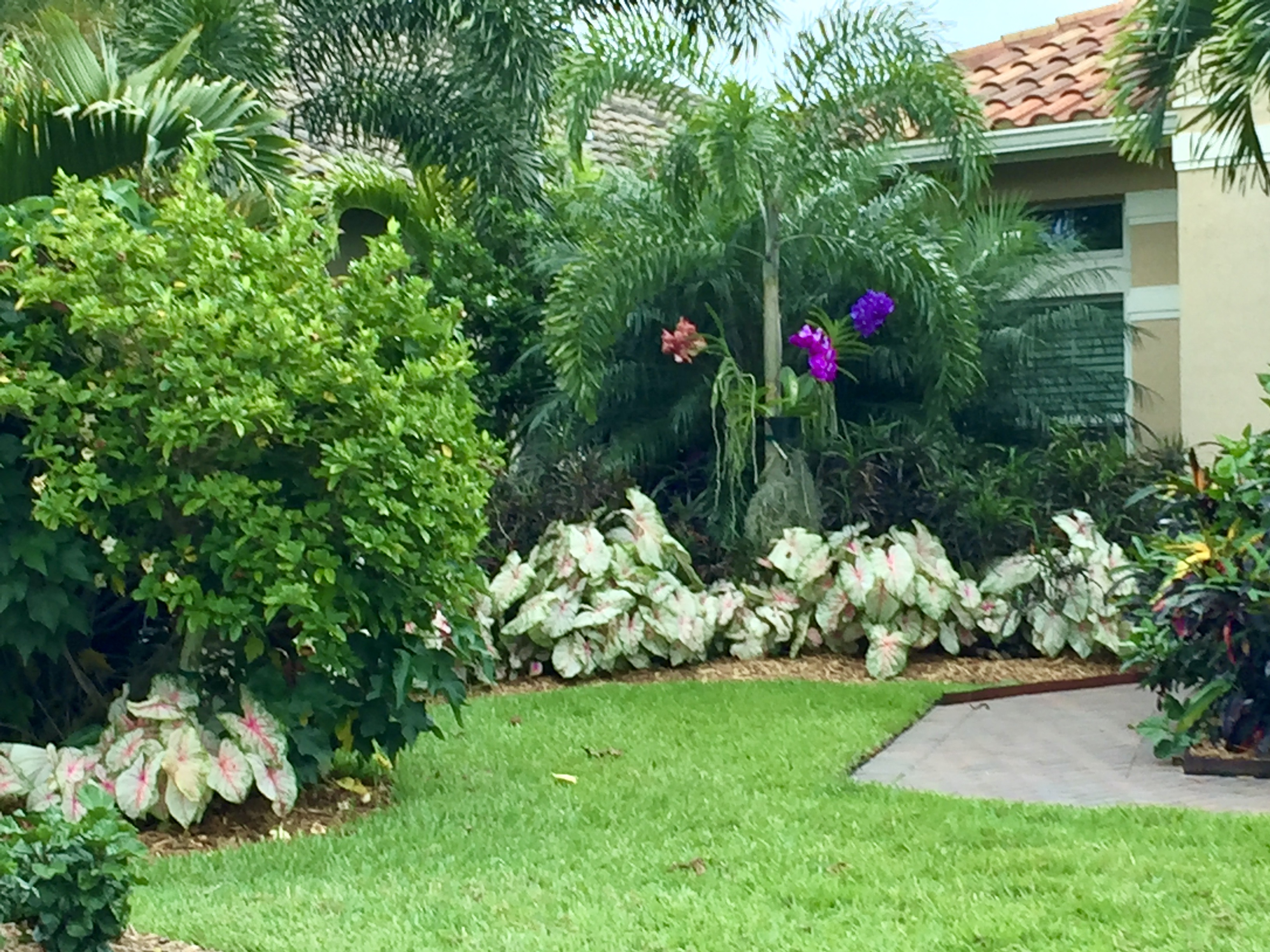 Tropical Garden