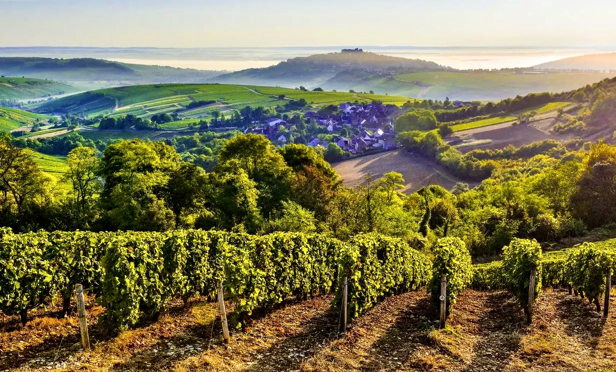 vineyard in the Loire Valley