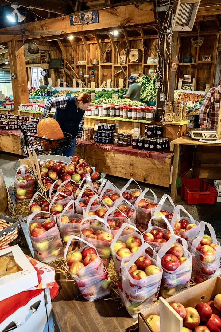 apple-season-in-maine