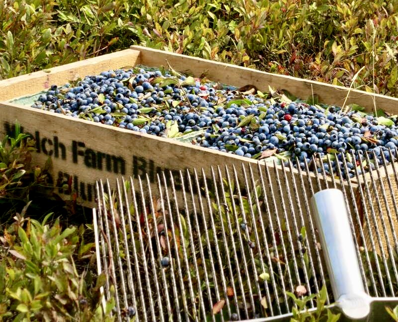 maine wild blueberries