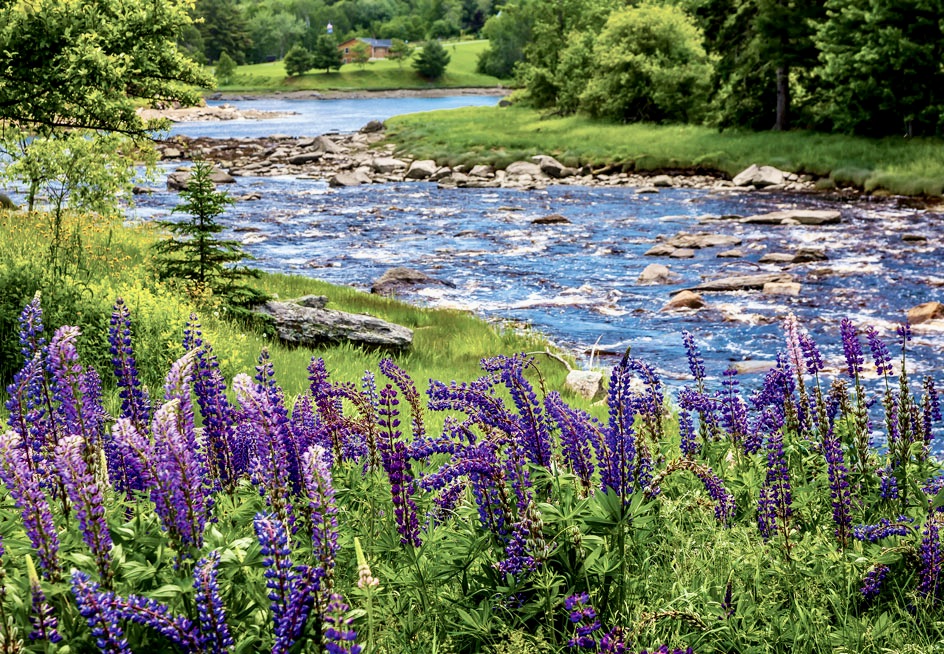 wild lupines