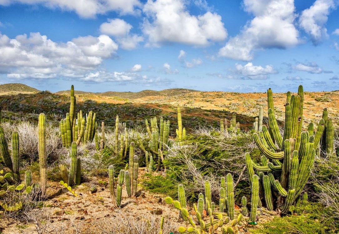  cactus-strewn-desert-andscape