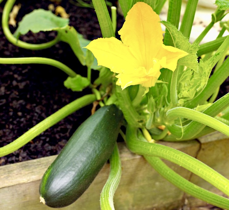 zucchini