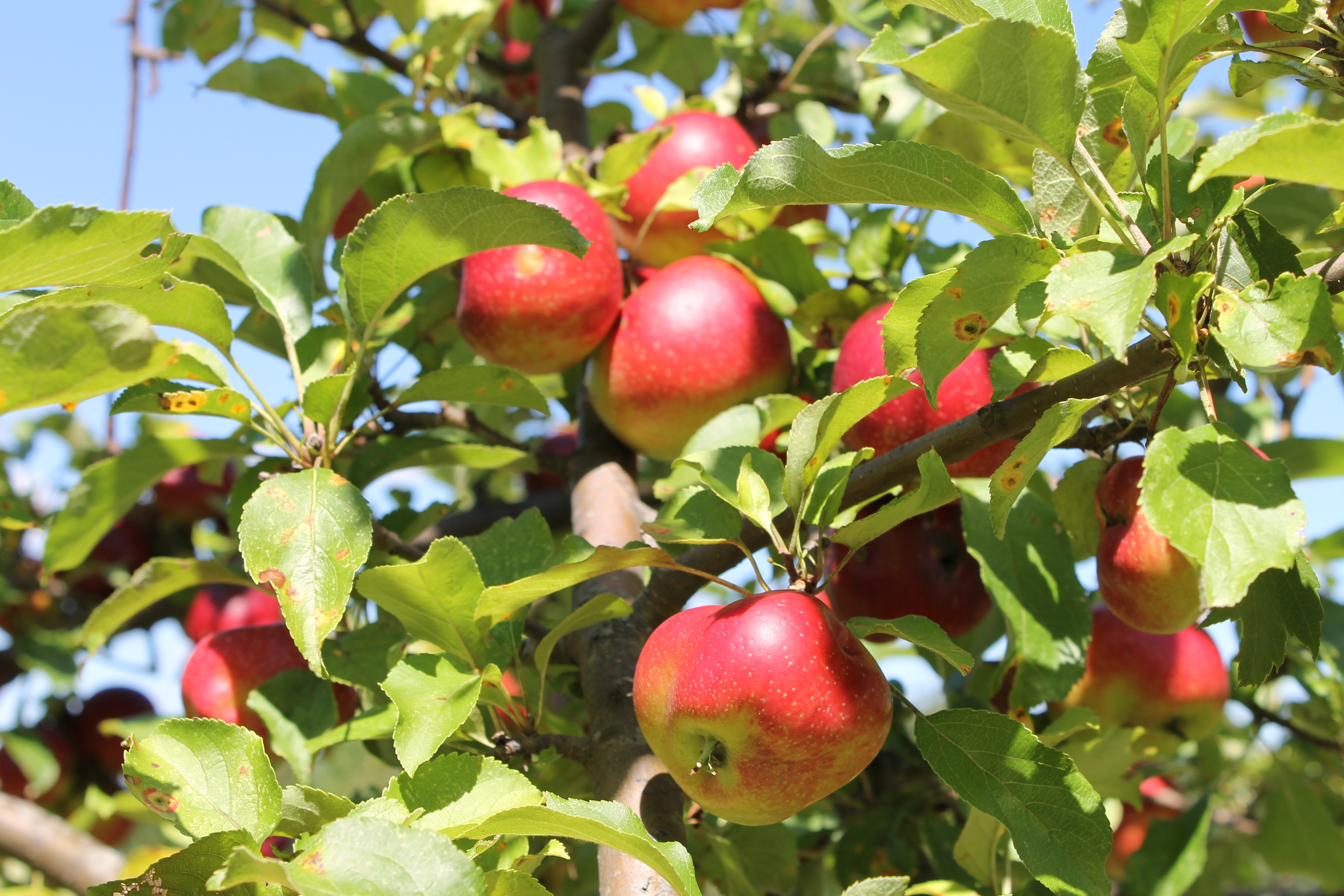 apple-tree