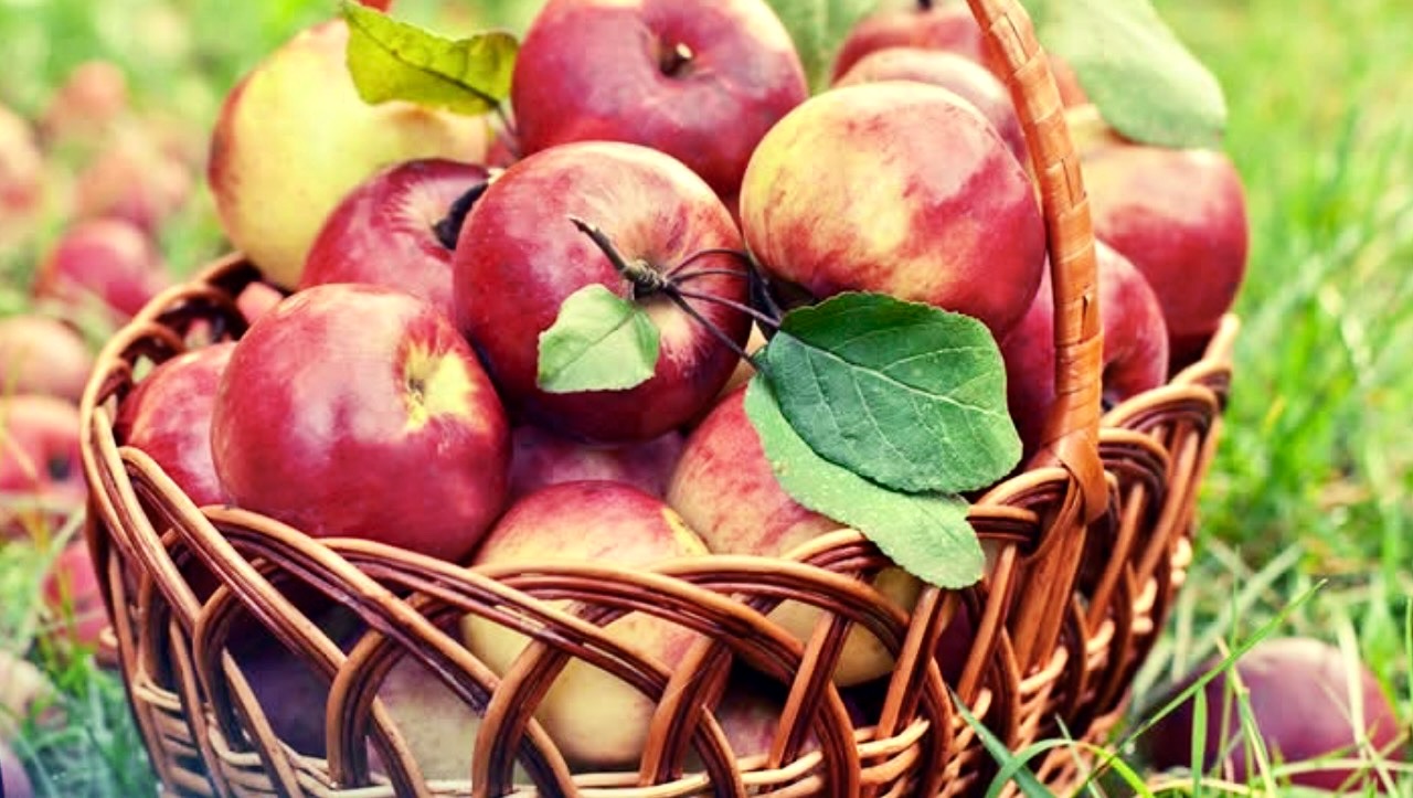 fresh-picked-apples