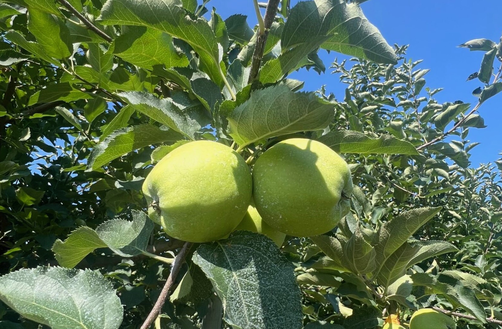 apple-tree