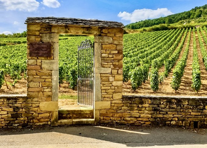 burgundy-vineyard
